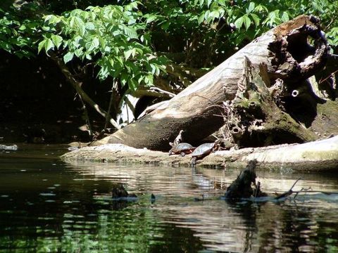 Link to Foto Gallery of Wild Life in Opequon Creek