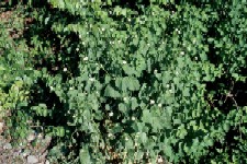 Alliaria petiolata, invasive plant in WV; foto from http://tncweeds.ucdavis.edu/alert/alrtalli.html  